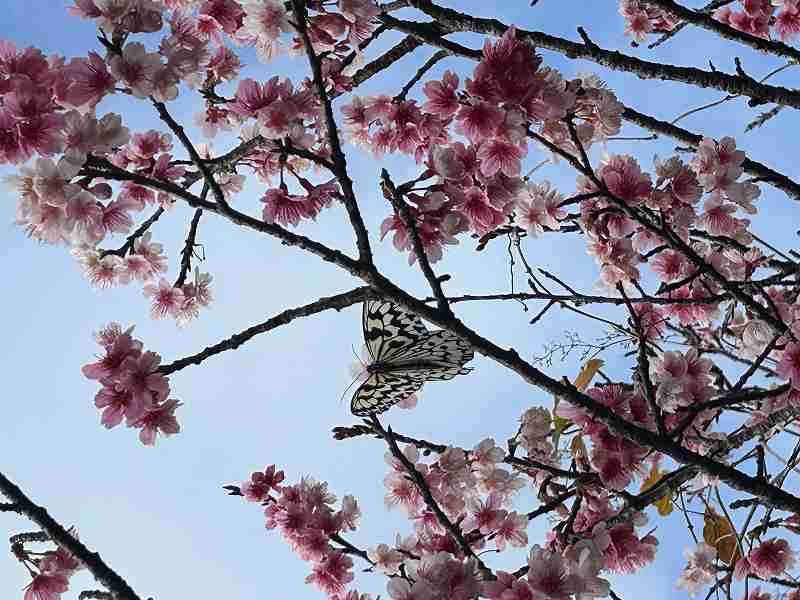 e884ada3-d77e-4538-81f2-d110cf7e3a9fss